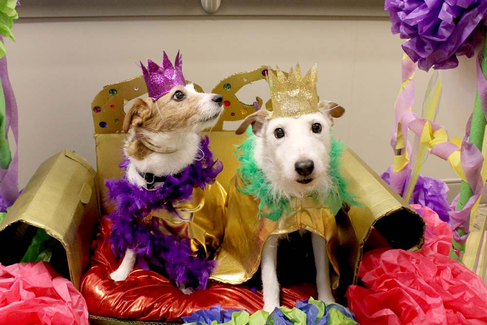 dogs dressed up as queen and king