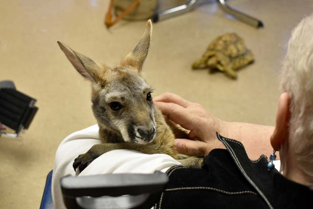 baby kangaroo