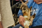 baby kangaroo on the lap of a resident