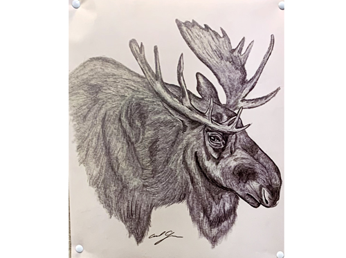 moose drawing