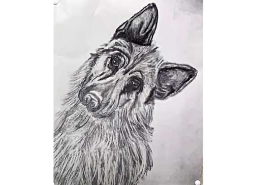 dog drawing