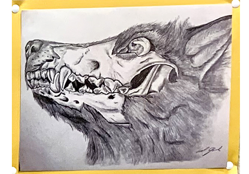 wolf and skull drawing